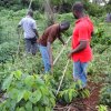 lining and pegging for planting cocoa seedlings during ffs